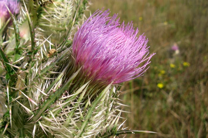 This should have a shamrock with it to symbolize the Irish while the thistle is the Scottish symbol.