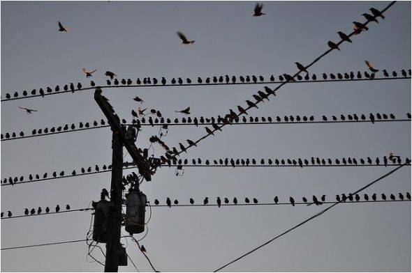 Why birds like to sit on power lines HubPages