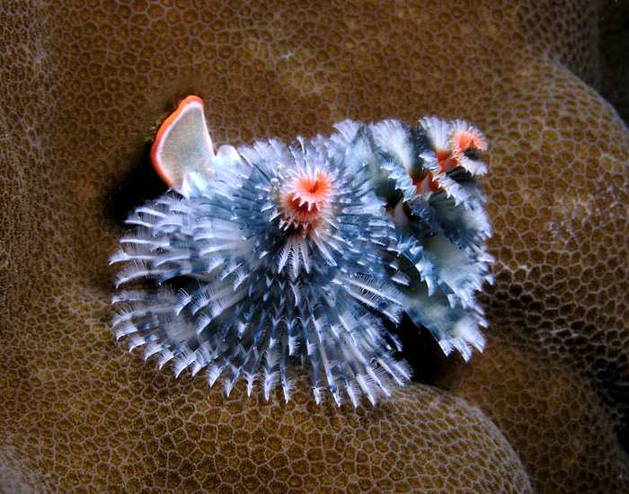 This photo shows clearly that Christmas tree worms are not limited to one color. This worm exhibits blue and orange as well as shades of black and white.