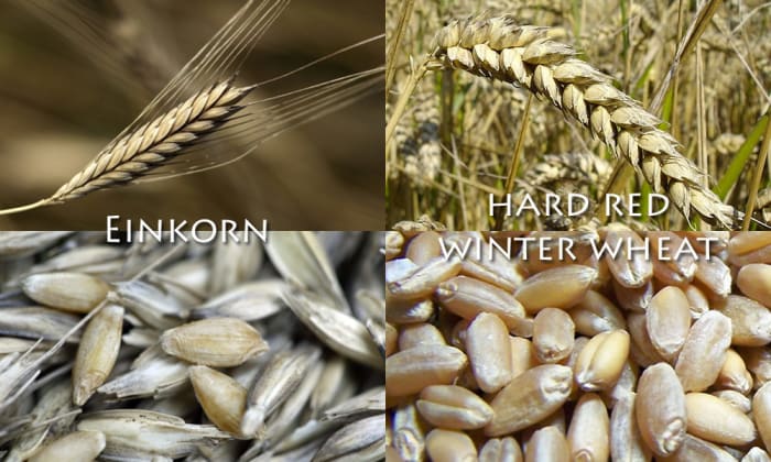 Today's modern wheat is clearly much higher-yielding than yesteryear's einkorn, but the current hybridized form sacrifices many of the nutritional benefits of its ancient ancestor.