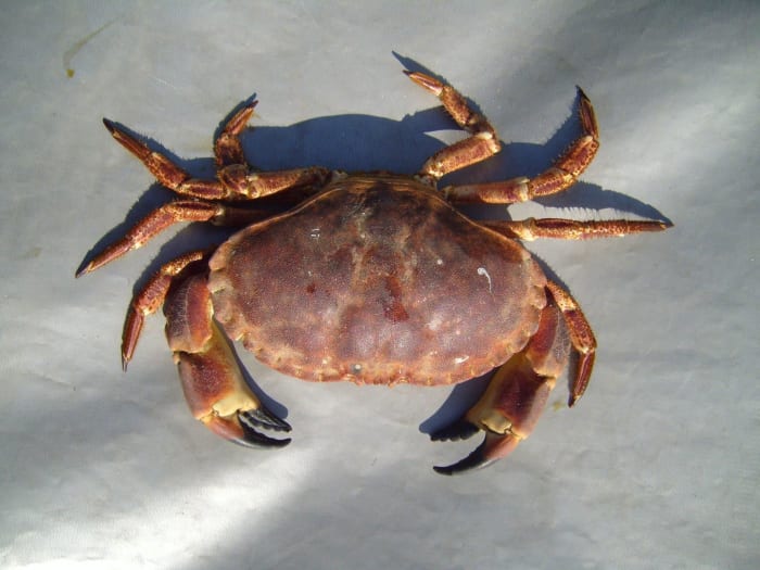 Here is what a normal crab's shell looks like. It does not have anything close to resembling a face. I can see how one would be quite astonished upon discovering a Heike crab!