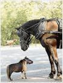 Subconsciously, people do equate taller with smarter and being more competent. Time to rethink what we think?