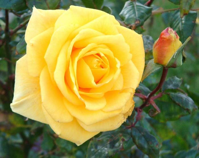 Winter blooming roses defying the odds. What chance does the rosebud have when born in winter and how long can a full grown beauty bloom beyond winter's first frost? Dedicated to Annette Donaldson, author of "A Lancashire Rose is Born a Thorn."