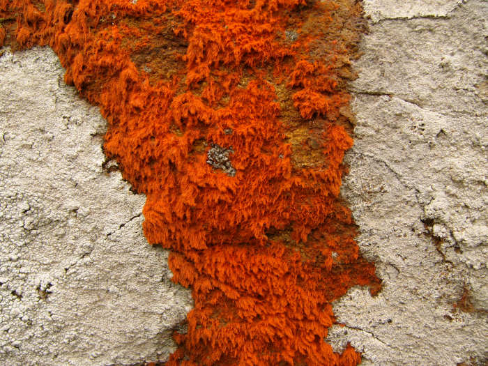 Some lichens can only be discerned under a microscope.