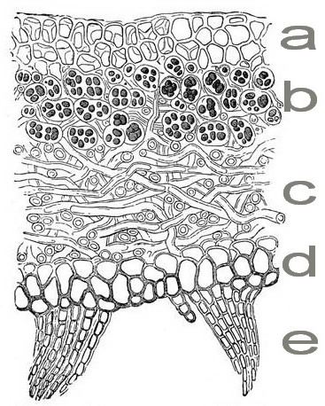 what-is-lichen