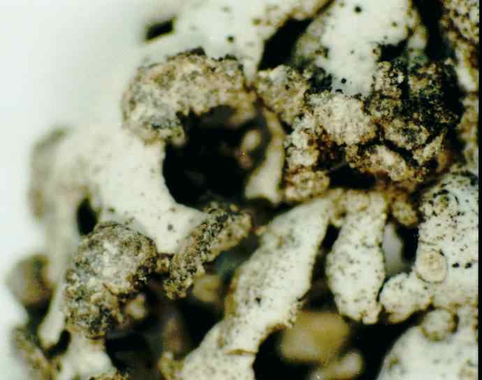 what-is-lichen