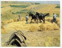 Trashing with horses mules and any other animals that could be used. In order to trash wheat etc. you need to get the animals to trot around you in circle, while singing a lively tune, so that the animals could trot around you more easily