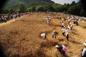Just note how many people were needed to harvest a wheat field in the old days, this is one of the reasons why wheat was more expensive than today, it took a lot of work to collect the wheat.
