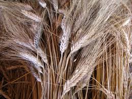 After cutting and collecting the wheat bundles we would trash them one way or another and try to separate the wheat from the chaffs.