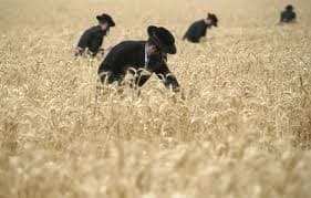 A gang of people harvesting a wheat field, it takes time to harvest a field, you see the harvesting fellow cuts a handful of wheat and ties it up in a small bundle with the wheat straws, after a few bundles are made another man puts these together et
