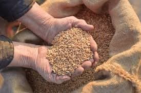 This is how the wheat should look like when finished, then you can story it in a dry place, so that it could be used during the year.