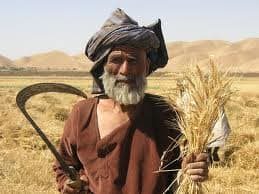 This is the way that harvesting was done for centuries, it was done all by hand, it would take a long time to harvest a large field.