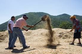 The grain of wheat and chafs were trown up in the air in a light wind, so that the wind would take the chaff away downwind and the wheat would fall in front , this would slowly separate the wheat from the chaffs and other light material.