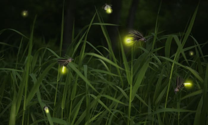 Tiny creatures as their light flickers at night lightning the grassland and trees. But why do fireflies light up?