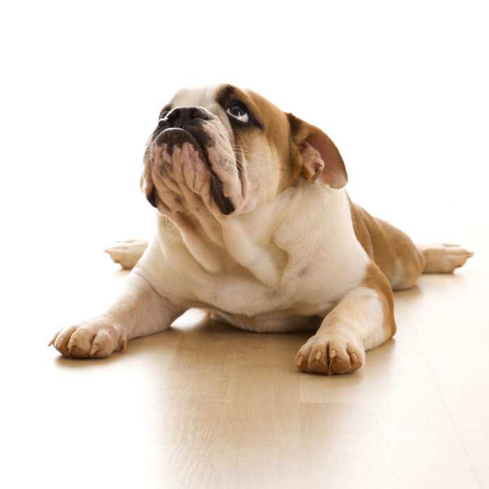 Got a pet or some favorite animals? Apparently 56,000 other readers do, too, and they need hubs to read!