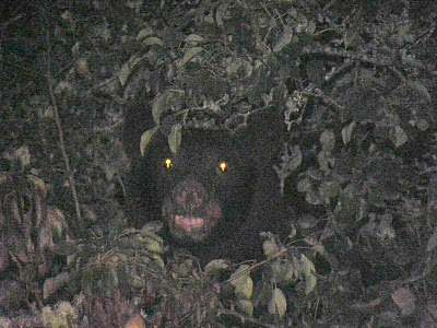 Black bears are often cited as candidates for Sasquatch misidentification. Their eyes shine with a distinctive reddish hue at night.
