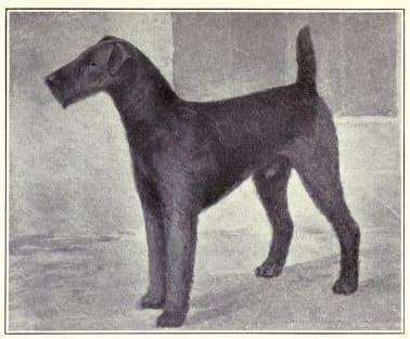 A typical Airedale dog in 1915, much like Kitty, who belonged to Titanic's passengrer John Jacob Astor.