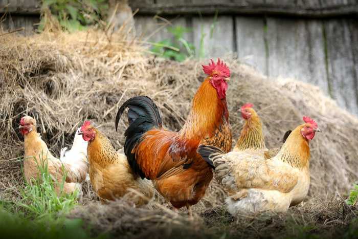 Titanic passenger Ella Holmes White of New York brought four French roosters and hens on board. Each bird required a passenger ticket. The birds went down with the Titanic.
