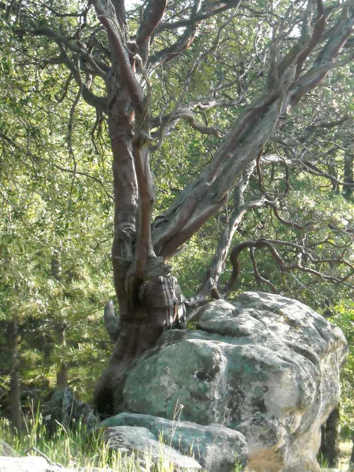 Mature Manzanita tree embraces a large boulder. Rich soil is not required for this rugged survivor, but good drainage is important.