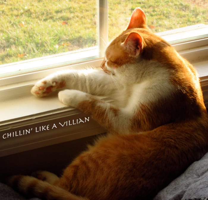 He likes to chill and look out the window at his domain, he's pretended to be asleep but I know better.