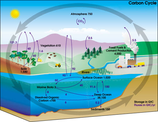 Human Impact on Biogeochemical Cycles - HubPages