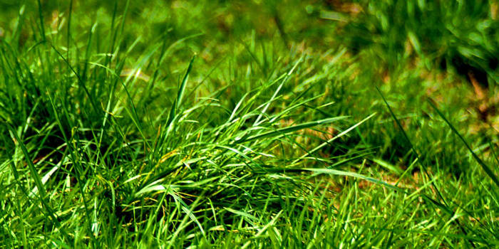 Grass is known as a producer in the food chain scheme. Providing a food source for those at the very bottom of the food chain.