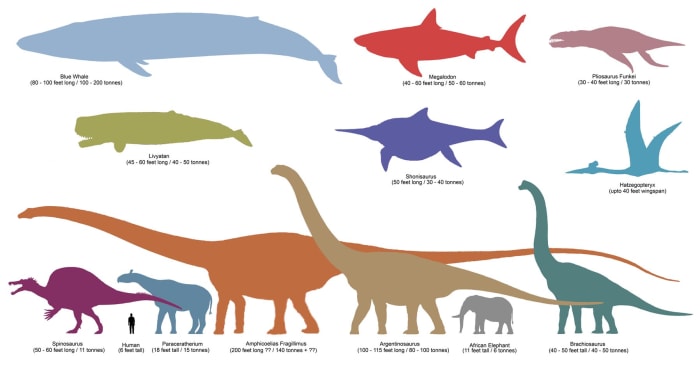 Comparision of Blue Whale With Other Creatures that Walk/Walked on Earth! Click to enlarge.