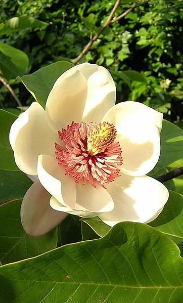 The magnolia is one of the most ancient flowering plants of all. Imagine what our world would be like today, if such beautiful things like these had never appeared.