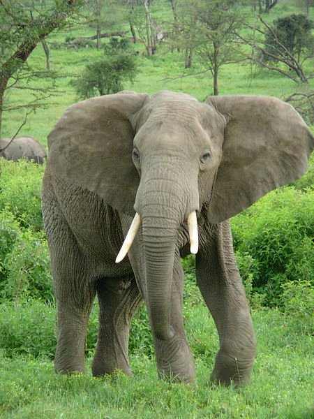 African Megafauna like the elephant may have survived where the fellows died out on account of them evolving alongside humans and thus being aware of their hunting capabilities.