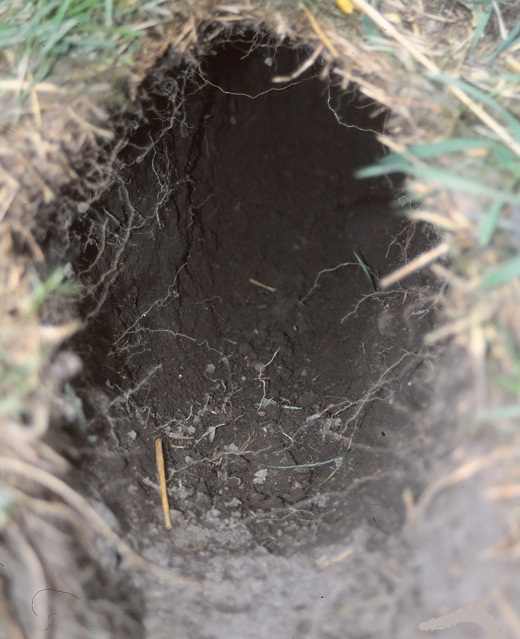 One of my pet rabbits dug this burrow. Be sure to check your rabbit's run for evidence of escape activity!