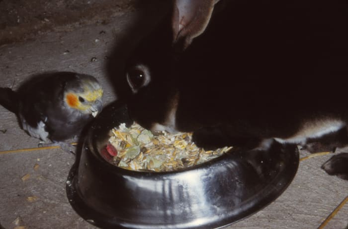 Your rabbit may not be the only one enjoying its food. Wild birds, mice and rats could be getting a share
