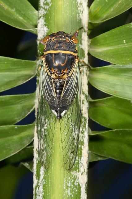 In a closer look, they really are fascinating. This one looks like he might be sitting on a palm frond.
