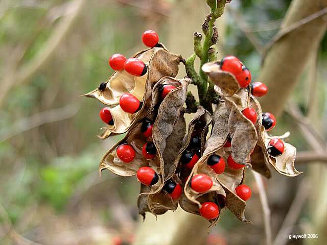 Photo of the seeds used and is believed to protect babies from the greeting-induced malady called bati.
