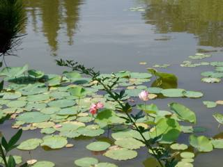 A beautiful pond with water plants can provide soothing peace in a backyard, without much maintenance or water loss, if well constructed.