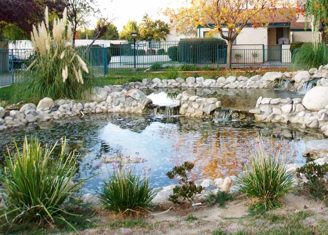 Homeowners Association pond for decoration. The local raccoon loved it . . . until the fish were gone and we started using chlorine.
