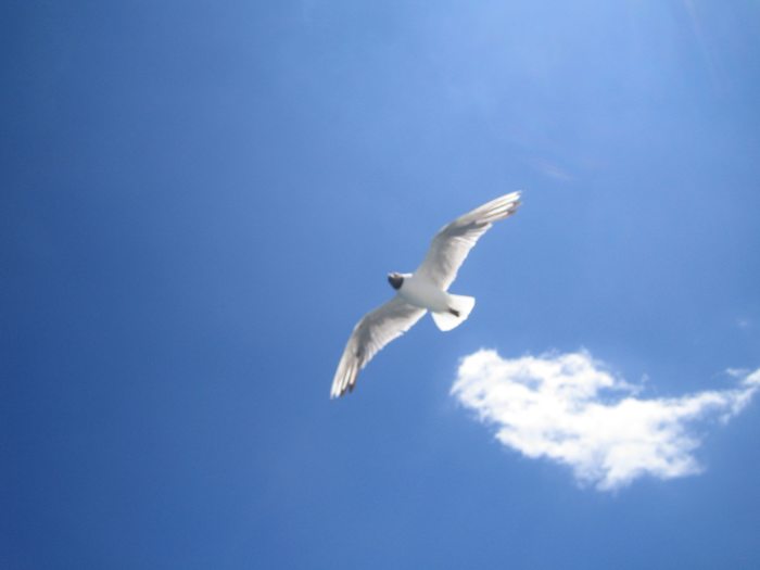 After 11 months, Noah, believing in God's promise, sent a dove from the ark to see if it would find land. Finding no place to rest, it returned to the ark. Seven days later, Noah sent it out again. This time it flew back carrying an olive leaf.