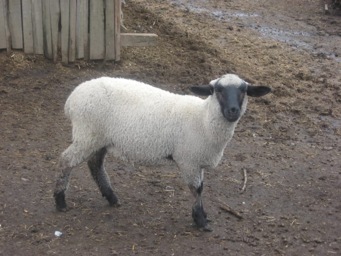 Suffolk ewe