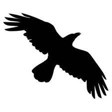 Crow- Tail is smaller than Raven, not wedge shaped; Long feathers on wing tips; feathery trailing edge of wings