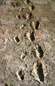 These world famous footprints at Laetoli, Tanzania were probably made by an australopithecine some 3.5 million years ago.