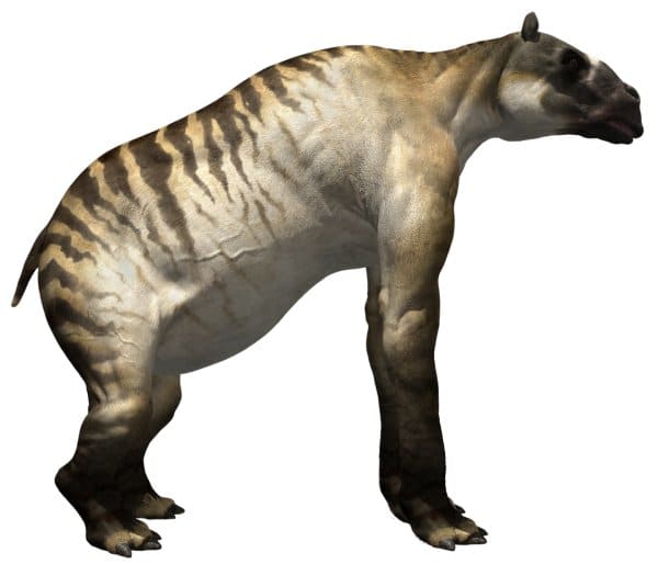 Ancylotherium belonged to an ancient group of mammals known as chalicotheres, which were once a varied and widely distributed group. But Ancylotherium is one of the last of its kind.