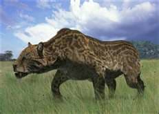 Dinofelis was one of several kinds of sabre-toothed cats that lived alongside the big cats we're more familiar with today such as lions.