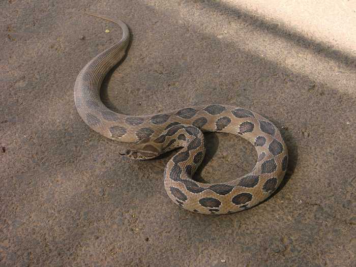 snakes-of-kerala