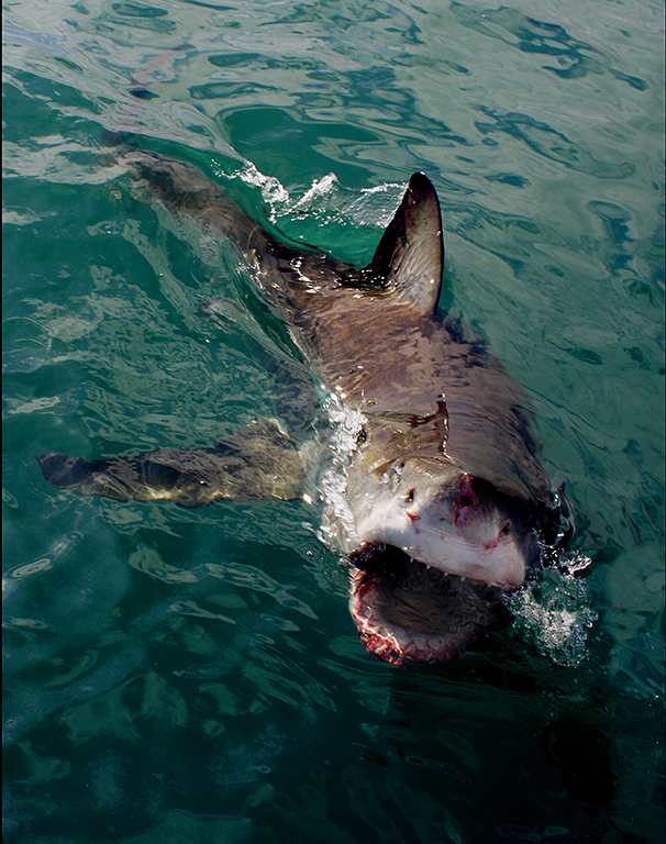 great white shark attacking