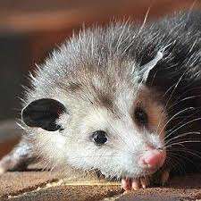 a-possum-is-not-a-throw-away-animal