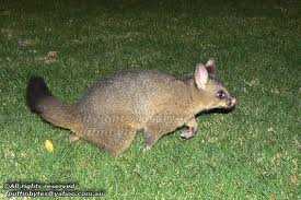 a-possum-is-not-a-throw-away-animal