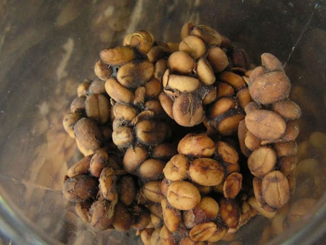 Kopi Luwak, Indonesia -This is the rarest and most expensive coffee in the world, but still you might want to reconsider it, when someone politely invites you to sip from a mug full of it. Why? Because it is made out of the excrements of a creature
