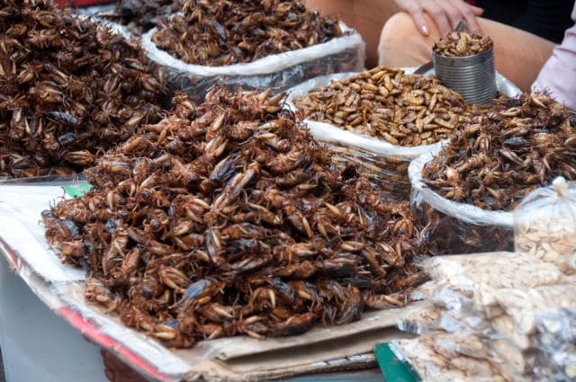 Bugs -Insects make an old dish in many parts of the world, except Europe and North America. Served all crispy, they make perfect nutritious snacks!