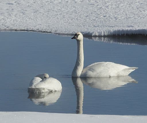 saving-trumpeter-swans-at-lonesome-lake