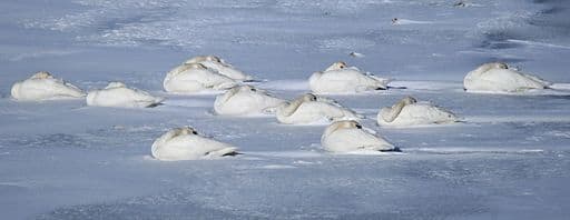 saving-trumpeter-swans-at-lonesome-lake