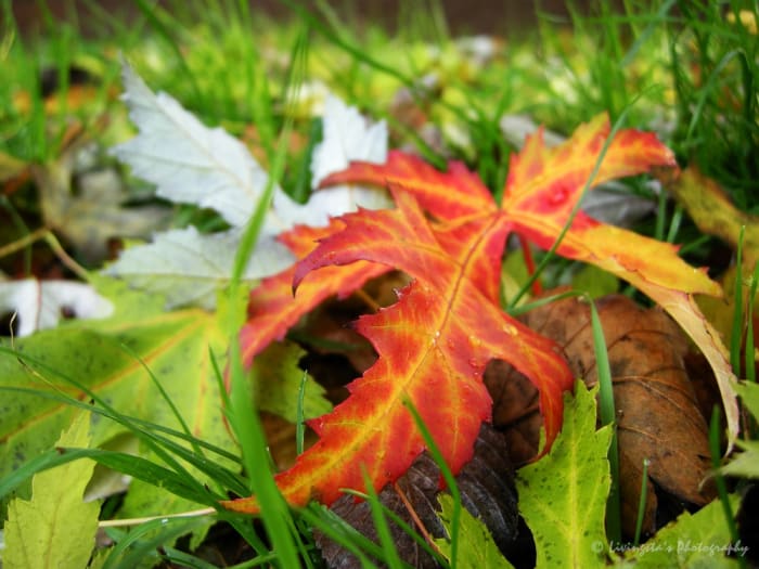Do not pick up fallen leaves, as they can be infected and could have started to dry!